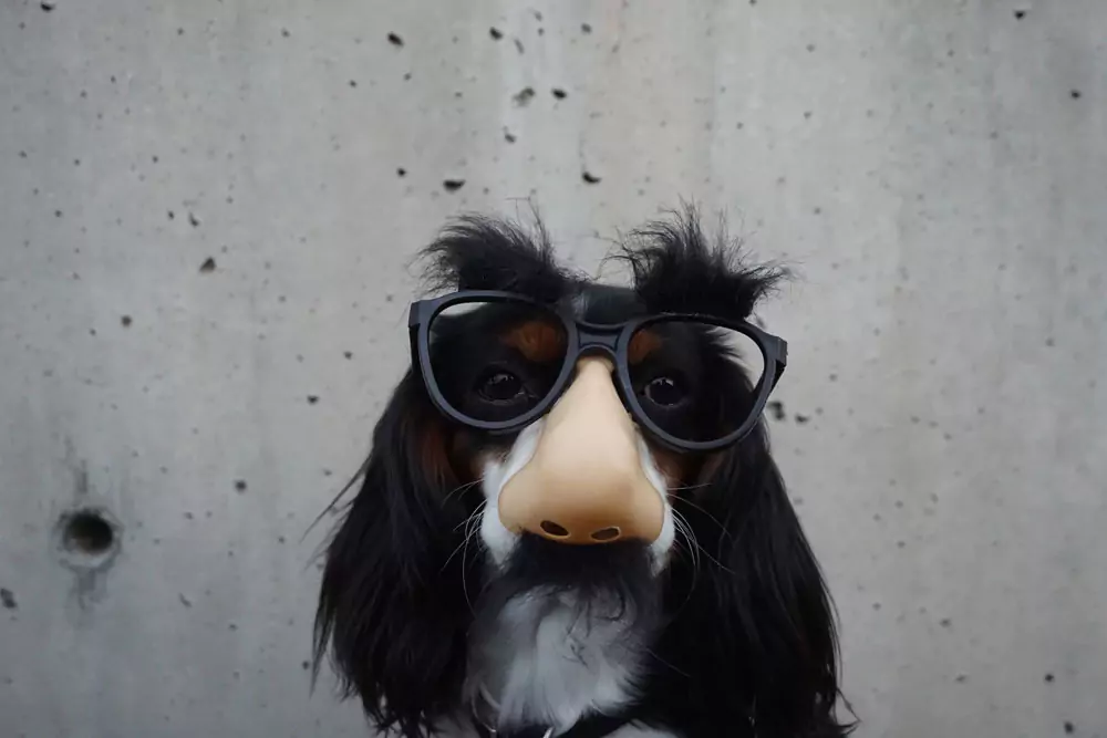 Black and white dog with eyeglasses and nose disguise. Photo by Braydon Anderson on Unsplash